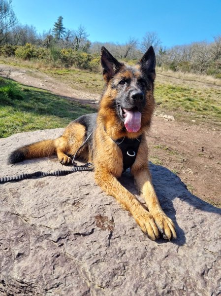 Ars Canis éducation canine - photo 2