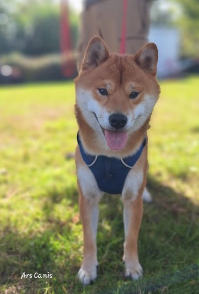 Ars Canis éducation canine - photo 3