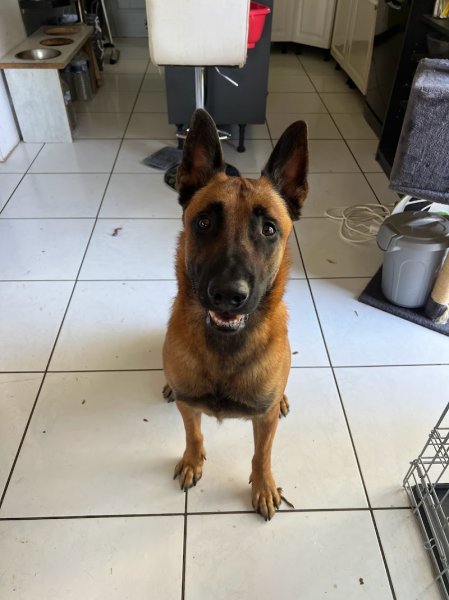 L’école des loups positive EDLP BRETAGNE Educatrice comportementaliste cotes d’armor