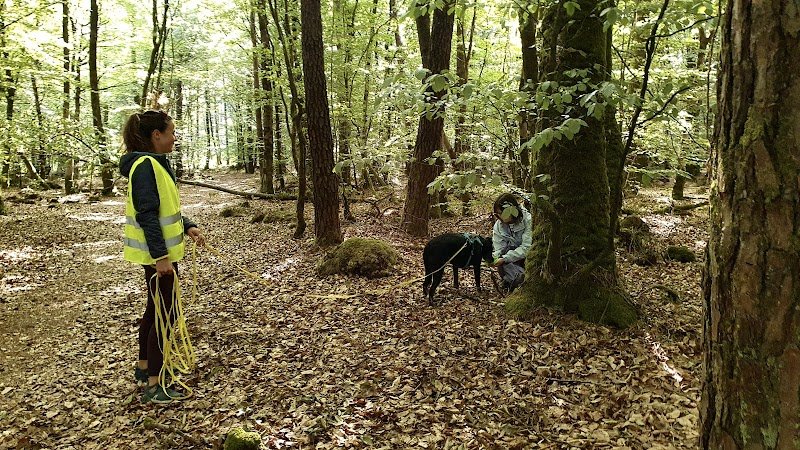 Canitopia - Educateur Canin Comportementaliste - Morbihan - photo 2