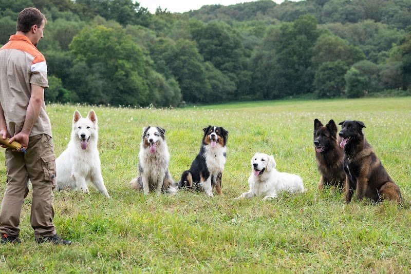 Entre Hommes et Chiens - Éducateur Canin - photo 2