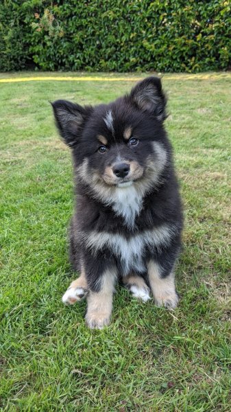 Entre Hommes et Chiens - Éducateur Canin - photo 3