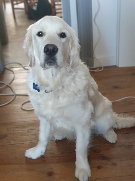 Educateur canin Comportementaliste - Educomport - photo 1