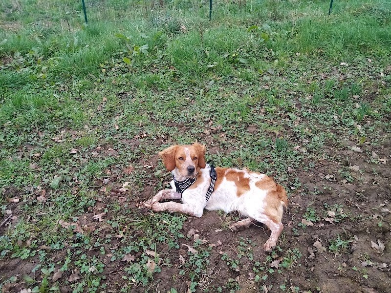 Educateur canin Comportementaliste - Educomport - photo 2