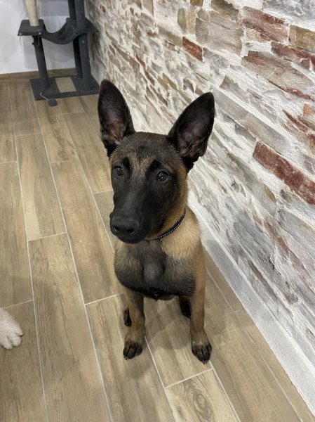 Educateur canin Comportementaliste - Educomport - photo 3