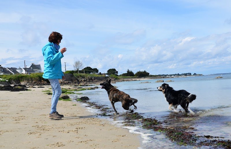 Dog Sport Educ, éducation et comportementaliste canin Auray et sa région