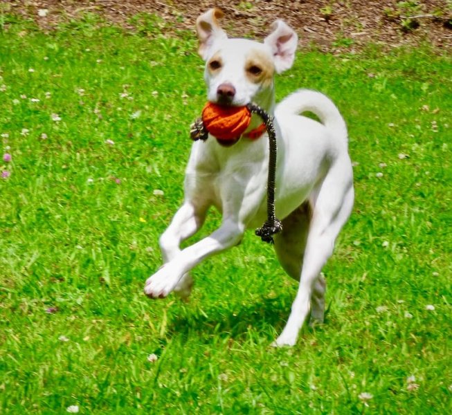 Dog Sport Educ, éducation et comportementaliste canin Auray et sa région - photo 3