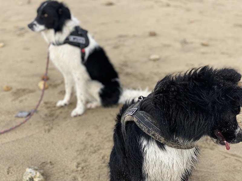 Éducateur Canin, Maxime jean breizh légende - photo 2
