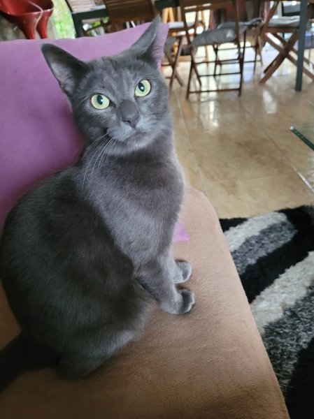 EDEN DOG Education canine - photo 1