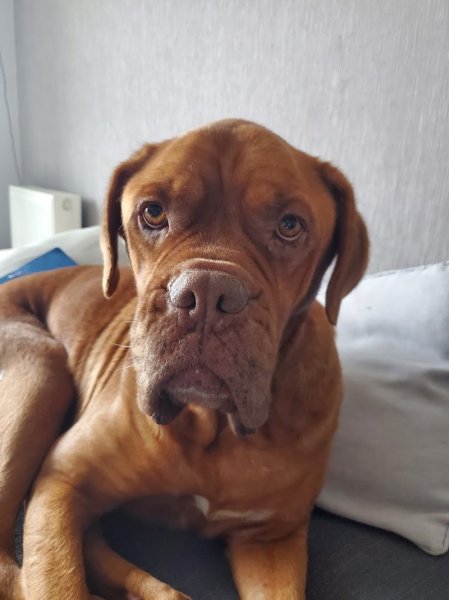 EDEN DOG Education canine - photo 2