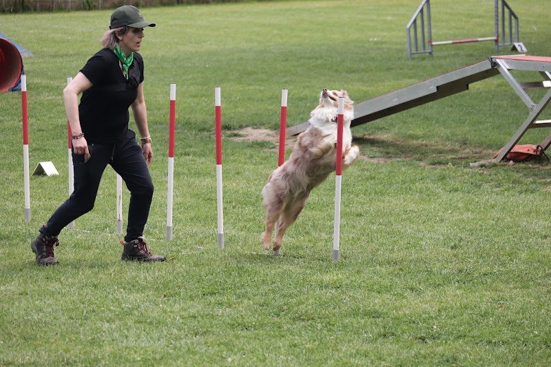 VDB - éducation canine - photo 1