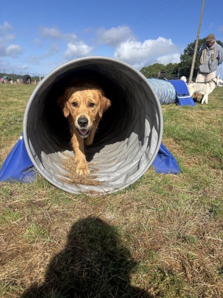 Educ&Moi, Complexe et Centre de Loisirs Canin 🐶 - photo 1