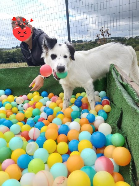 Educ&Moi, Complexe et Centre de Loisirs Canin 🐶 - photo 2