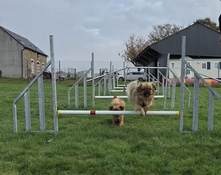 Educ&Moi, Complexe et Centre de Loisirs Canin 🐶 - photo 3