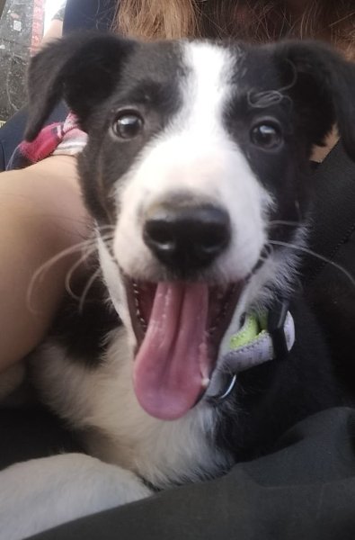 Educateur , comportementaliste canin Gueguen Guillaume - photo 2