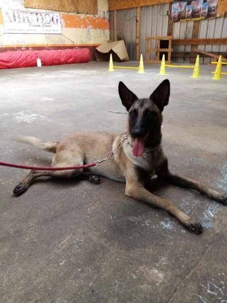 Educateur , comportementaliste canin Gueguen Guillaume - photo 3