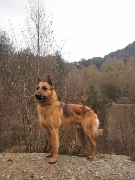 Nolwen Comportementaliste Canin 22 - photo 2