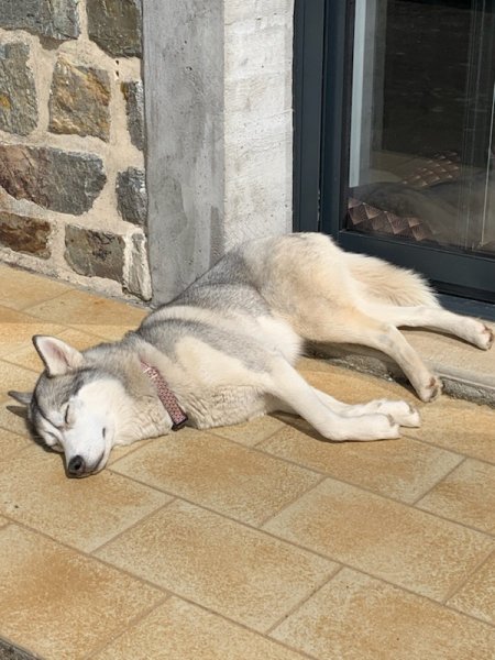 Nolwen Comportementaliste Canin 22 - photo 3