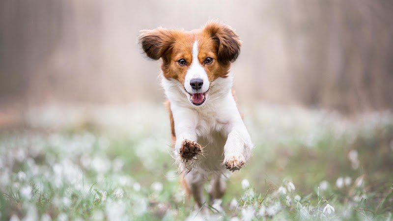 HOPLA PATTE COACH CANIN - photo 1