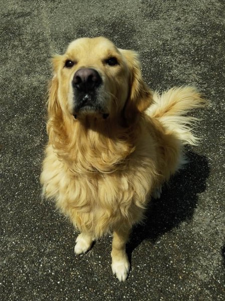 HOPLA PATTE COACH CANIN - photo 2