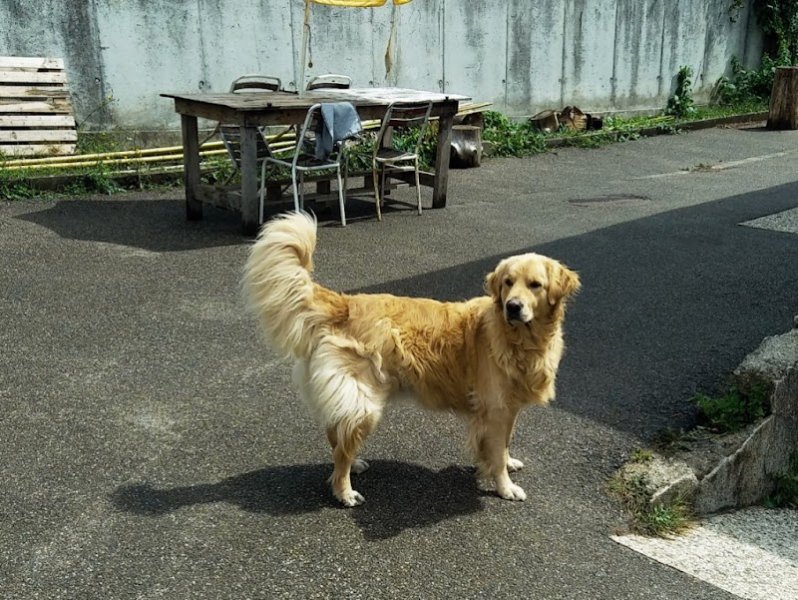 HOPLA PATTE COACH CANIN - photo 3