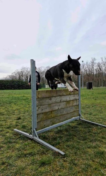 Club Canin de Cernay