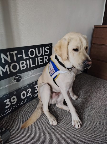 Centre d'élevage et d'éducation Jacques Bouniol, Ecole des Chiens Guides de Paris