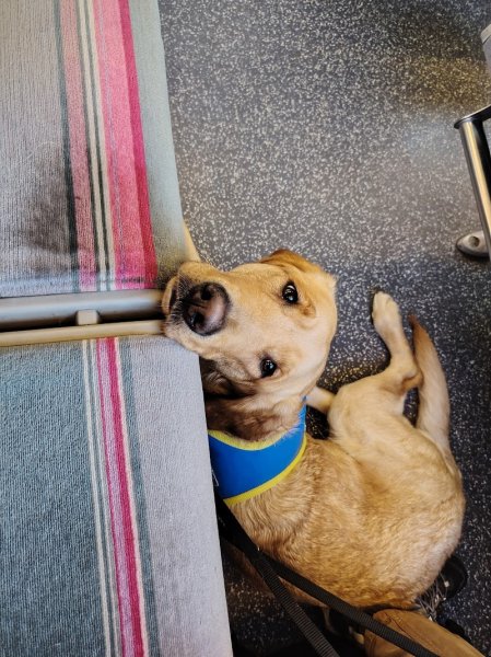 Centre d'élevage et d'éducation Jacques Bouniol, Ecole des Chiens Guides de Paris - photo 2