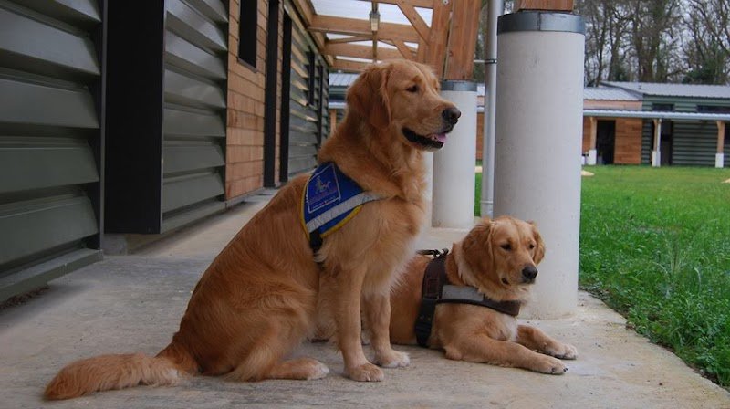 Centre d'élevage et d'éducation Jacques Bouniol, Ecole des Chiens Guides de Paris - photo 3