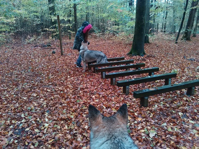 Animappy : Educatrice comportementaliste canin