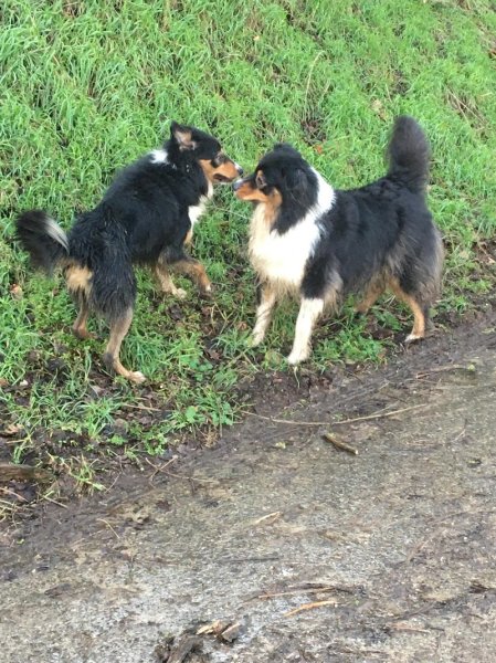 Animappy : Educatrice comportementaliste canin - photo 2