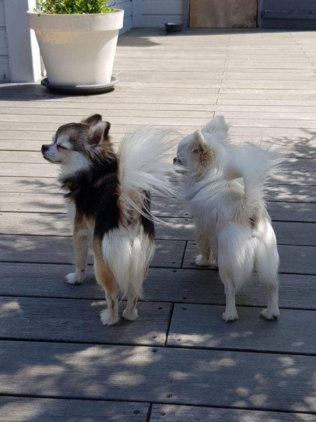 Animappy : Educatrice comportementaliste canin - photo 3