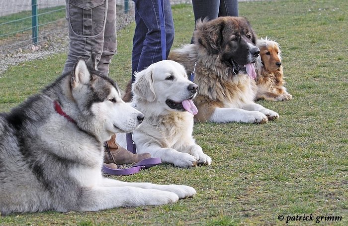 GP Conseils Pro - Patrick Grimm Comportementaliste et éducateur canin - photo 3