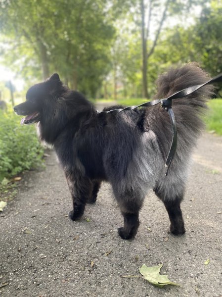 centre canin arwen lsf - photo 1