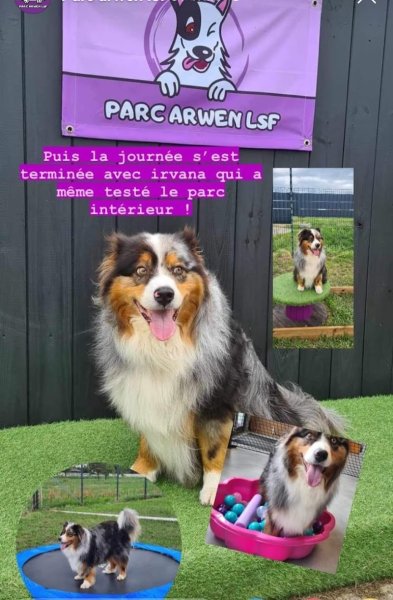 centre canin arwen lsf - photo 2