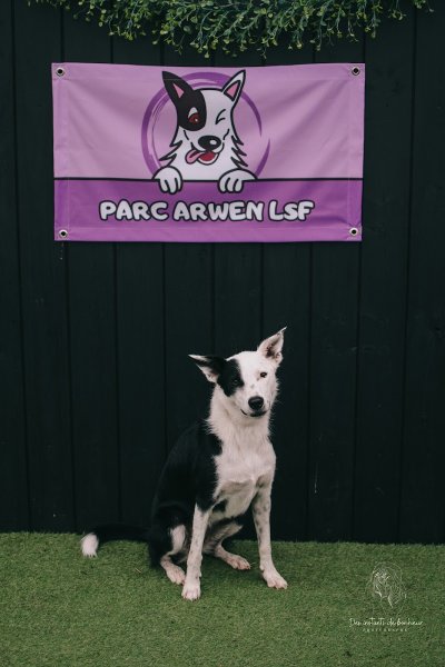 centre canin arwen lsf - photo 3