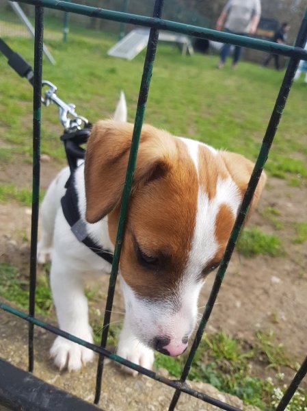 Training Club Canin de Lutterbach - photo 2