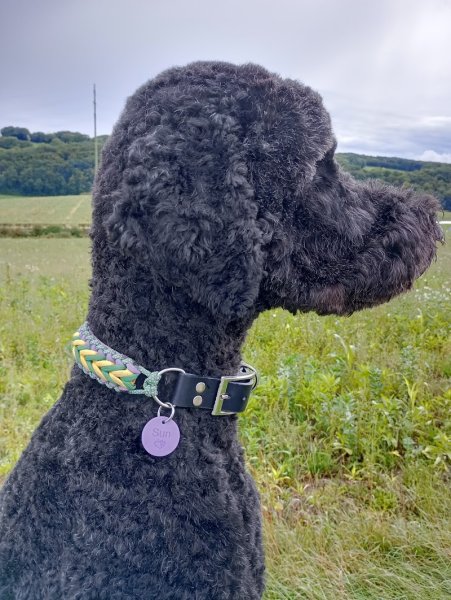 Educhien, Suisse - photo 2