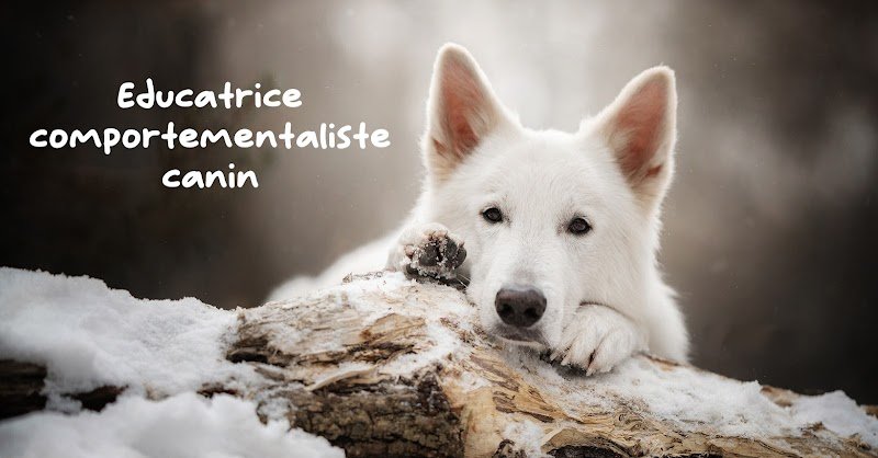 Lucky Dog Educ - Éducatrice comportementaliste canin