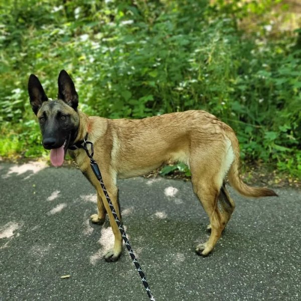 Lucky Dog Educ - Éducatrice comportementaliste canin - photo 2