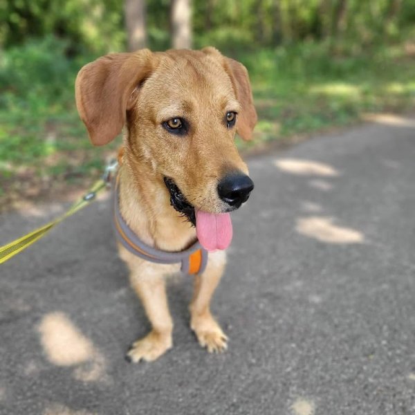 Lucky Dog Educ - Éducatrice comportementaliste canin - photo 3