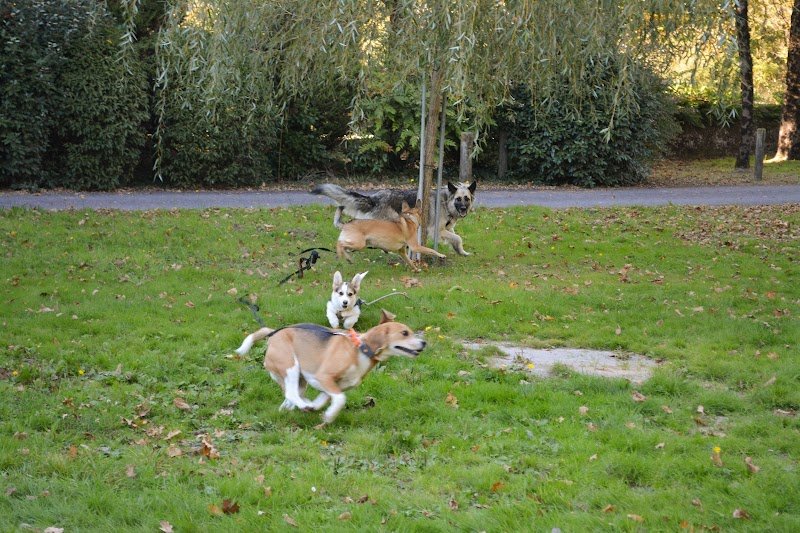 CEEPHAO - Formation de comportementaliste animalier (canin, félin, équin) & d’éducateur canin - Un programme unique en centre - photo 3
