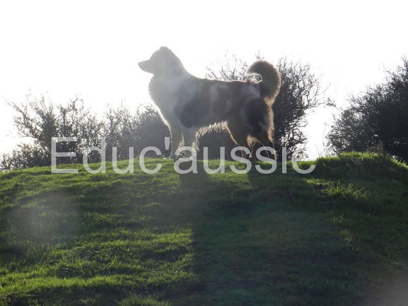 Lilwenn éducateur canin - Educ'aussie