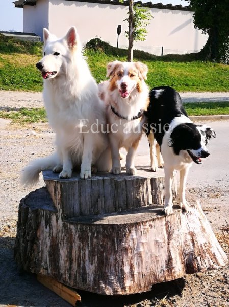Lilwenn éducateur canin - Educ'aussie - photo 3