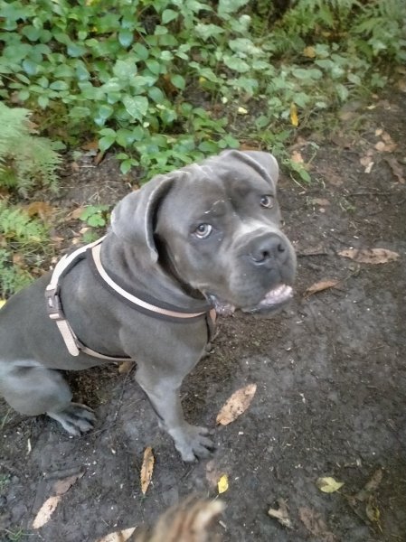 l'oeil animal - Éducateur canin & Coach comportementaliste animalier