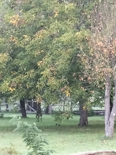 Pension canine des portes - photo 2