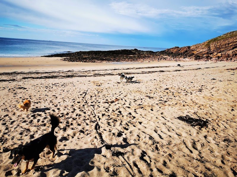 Bien dans ses pattes/éducateur comportementaliste canin/bretagne/cotes d'armor /22/educateur canin