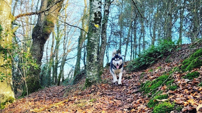 Éduc ta Truffe - Éducateur comportementaliste canin - photo 1