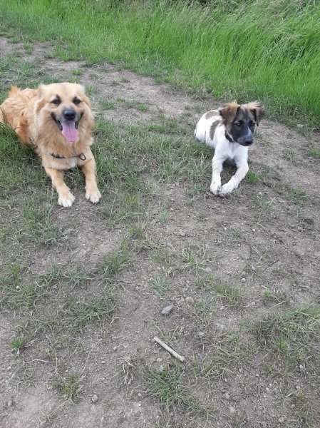 Éduc ta Truffe - Éducateur comportementaliste canin - photo 2