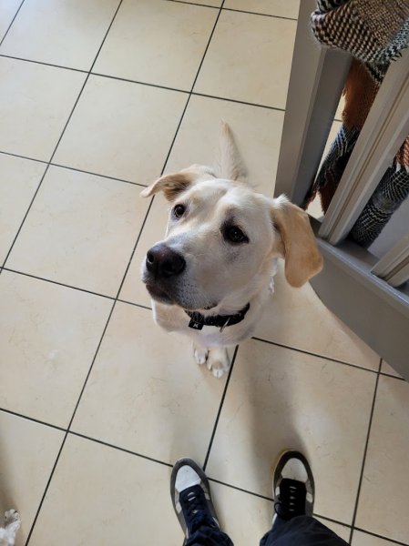 Éduc ta Truffe - Éducateur comportementaliste canin - photo 3